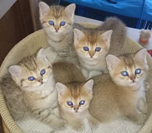 Weitere Infos folgen in Kürze